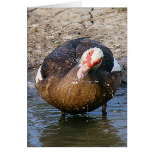 Muscovy Jouant Dans L'Eau Toutes Les Occasions