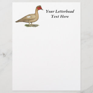 Muscovy light chocolate drake