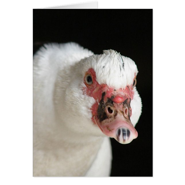 Muscovy Lorsque le regard est descendu (Devant)