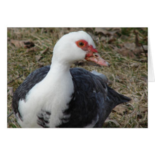 Muscovy Pied Hen