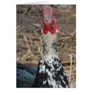 Muscovy riant