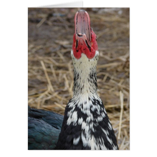 Muscovy riant (Devant)