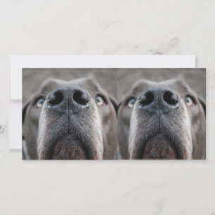 Museau de Dogue