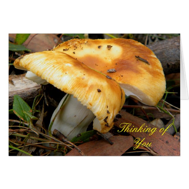 Mushroom doré (Devant horizontal)