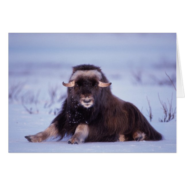 muskox, Ovibos moschatus, jeune taureau (Devant horizontal)