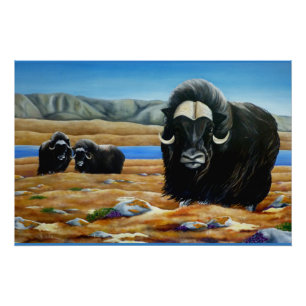 Muskox Peinture Poster canadien de la faune Imprim