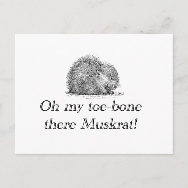 Muskrat | Carte postale (Devant)