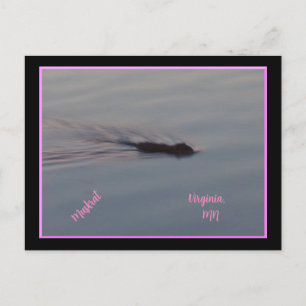 Muskrat dans le Minnesota Carte postale