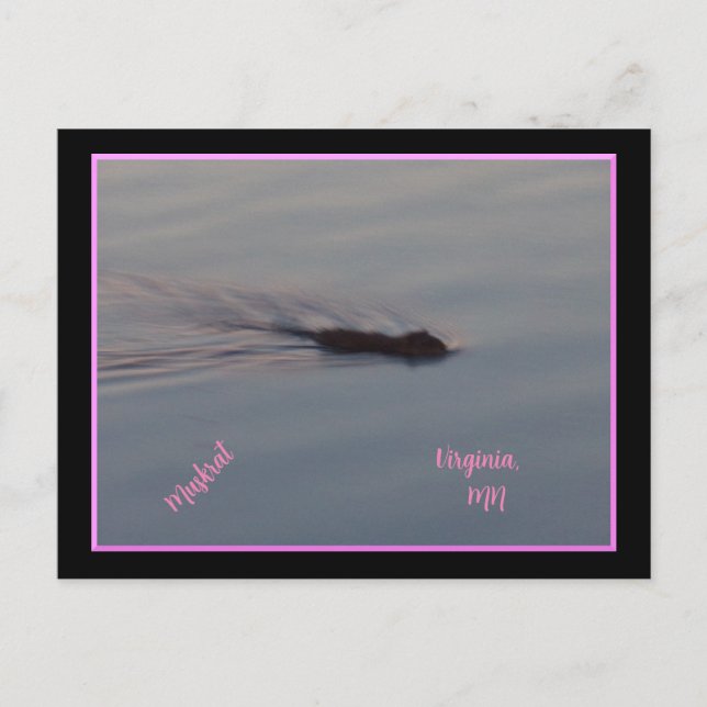 Muskrat dans le Minnesota Carte postale (Devant)