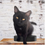My Cute Cat Photo Sculpture<br><div class="desc">Emmenez votre chat partout où vous devez passer du temps sans lui. Ce charmant montage découpé se démarque littéralement parmi les photos à plat régulières.si vous êtes un amoureux des chats ou connaissez un amoureux des chats, c'est un cadeau sûr gagnant du feu. Que ce soit pour un mémorial ou...</div>