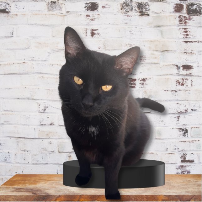 My Cute Cat Photo Sculpture (Devant)