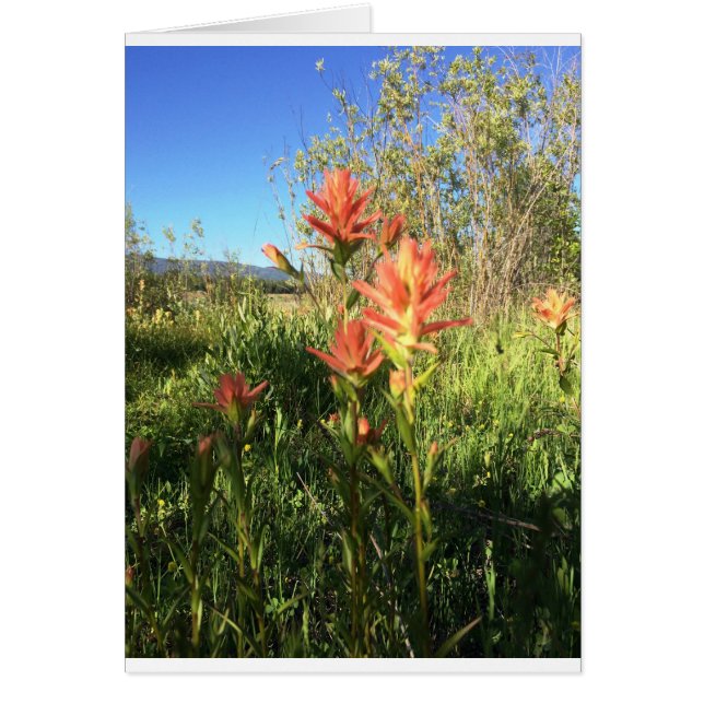 My Devils Paintbrush (Devant)