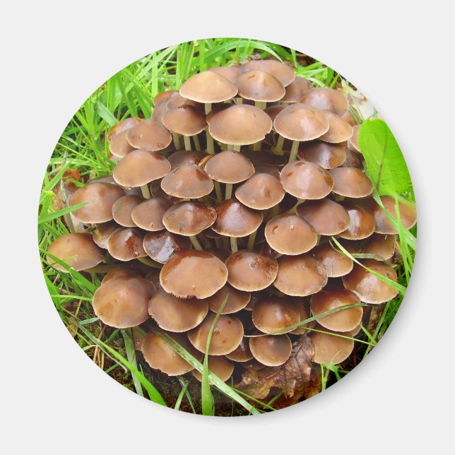 Mycena inclinata Mushroom Magnet (Devant)