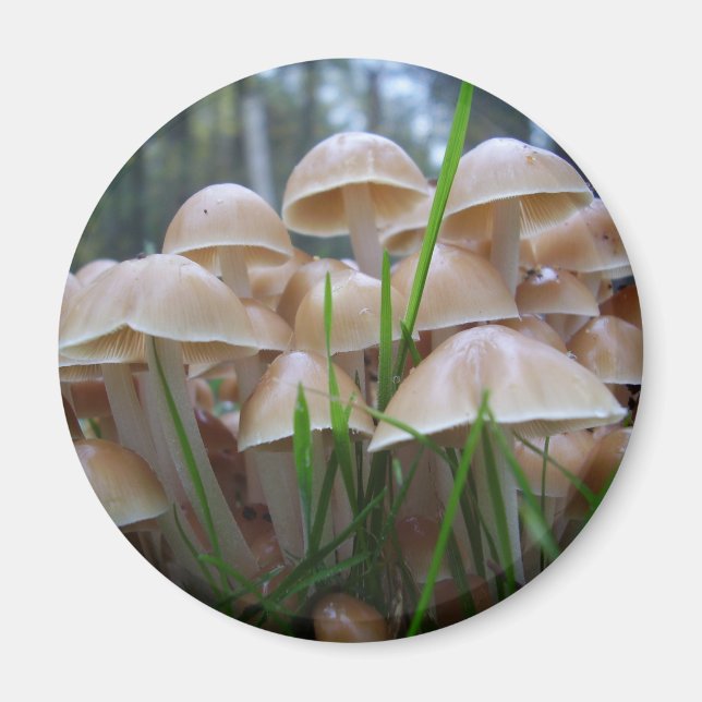 Mycena inclinata Mushroom Magnet (Devant)
