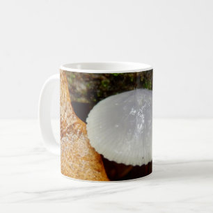 Mycena stylobates Tasse Champignon