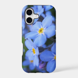 Myosotis