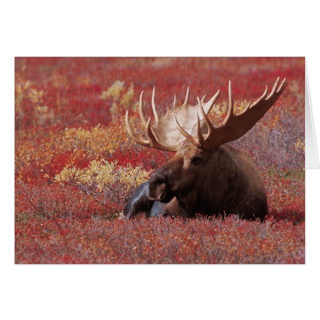 N.A., États-Unis, Alaska, Parc national de Denali, (Devant horizontal)
