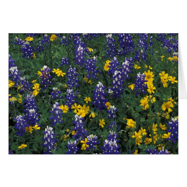 N.A, États-Unis, Texas, Marble Falls, Blue Bonnets (Devant horizontal)