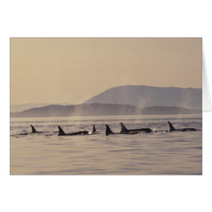 N.A., États-Unis, Washington, Îles San Juan Orque