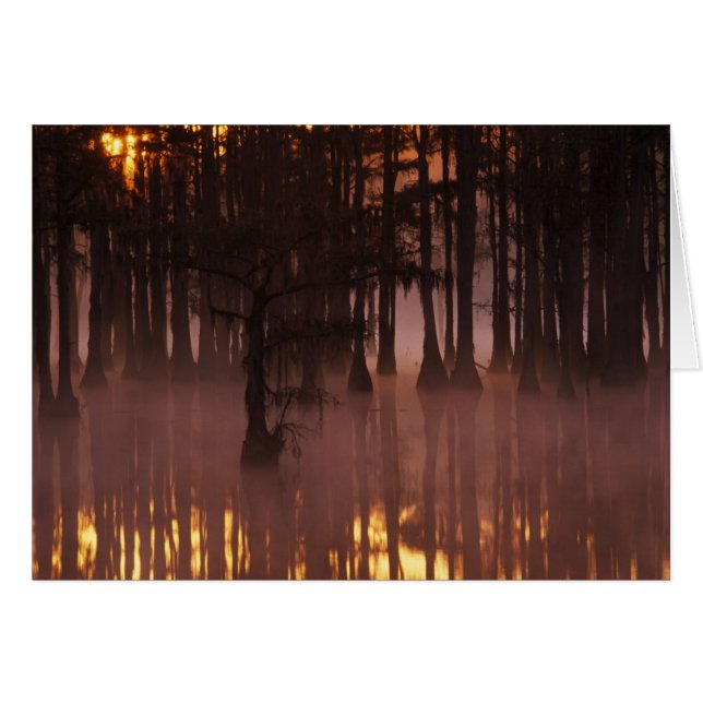 N.D., États-Unis, Géorgie, George Smith State Park (Devant horizontal)
