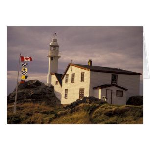 NA, Canada, Terre-Neuve, Lobster Cove. Homard