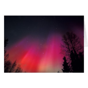 NA, États-Unis, Alaska, Fairbanks, Rideaux de rose