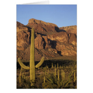 NA, États-Unis, Arizona. Organ Pipe Cactus Nationa