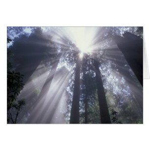 NA, États-Unis, Californie. Del Norte Coast State