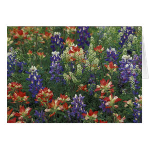 NA, États-Unis, Texas, près de Marble Falls, Pince