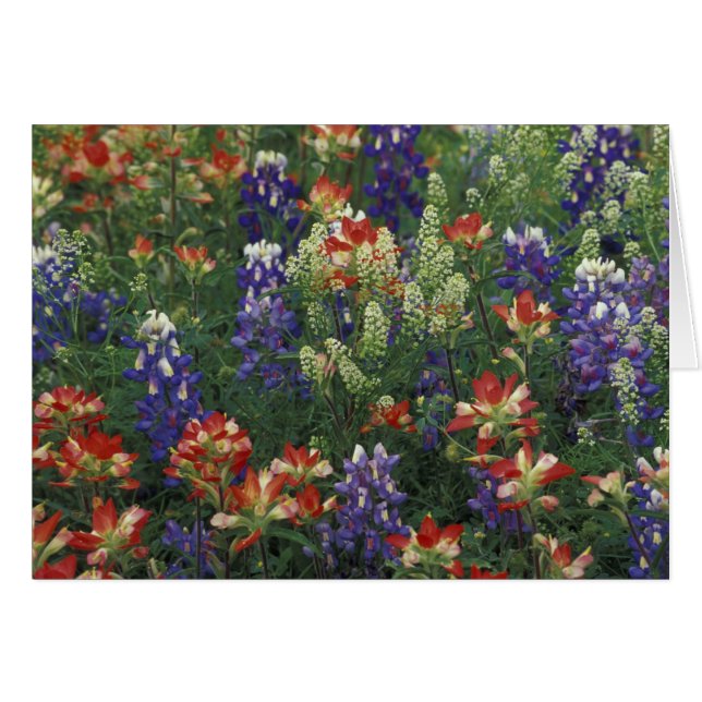 NA, États-Unis, Texas, près de Marble Falls, Pince (Devant horizontal)
