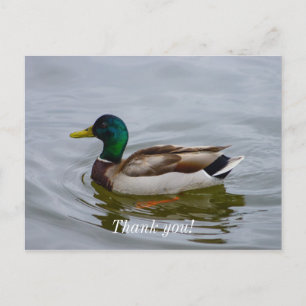 Nage Colvert Nage Carte Postale de Remerciement