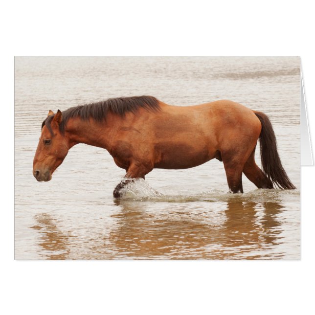 Nage matinale pour un cheval (Devant horizontal)