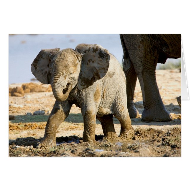 Namibie, Afrique : bébé éléphant d'Afrique (Devant horizontal)