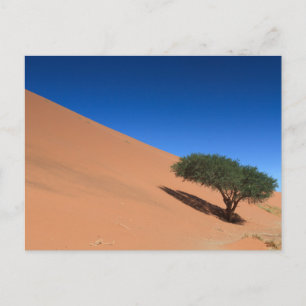 Namibie - Arbre près d'une dune à la carte postale