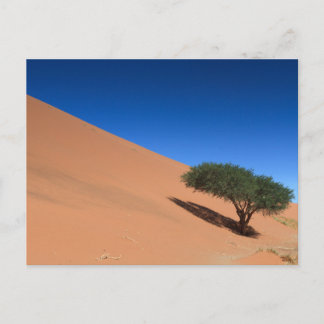 Namibie - Arbre près d'une dune à la carte postale