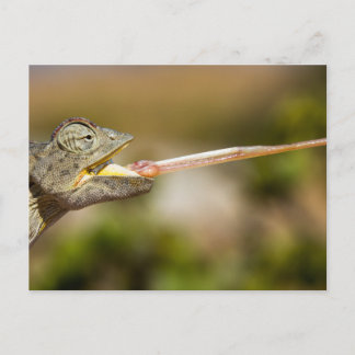 Namibie - Carte postale Chameleon du désert