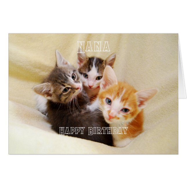 Nana, Trio de chatons chauds et mignons Joyeux Ann (Devant horizontal)