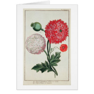 Nandous de Papaver somniferum et de pavot gravés