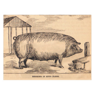 Nappe 19th century pit 'Breeder in Good Flesh'