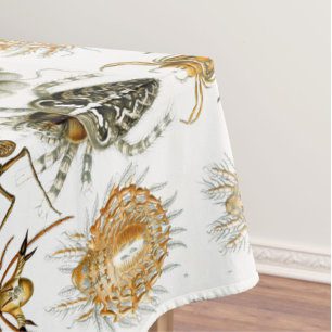 Nappe Arachnides par Ernest Haeckel illustration vintage