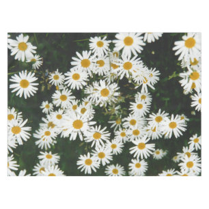 Nappe Basière à oeil blanc, prairie à marguerite de la l