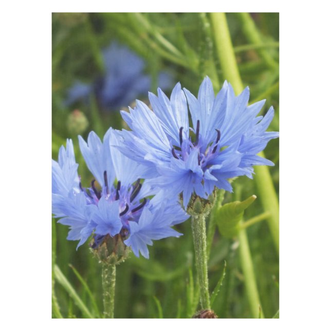 Nappe bleuet bleu (Devant)