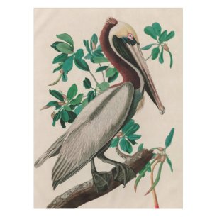 Nappe Brown Pelican Birds of America Audubon