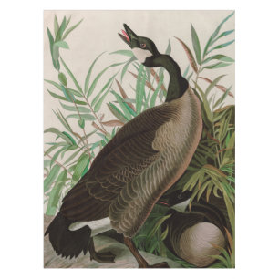 Nappe Canada Goose Birds of America Audubon