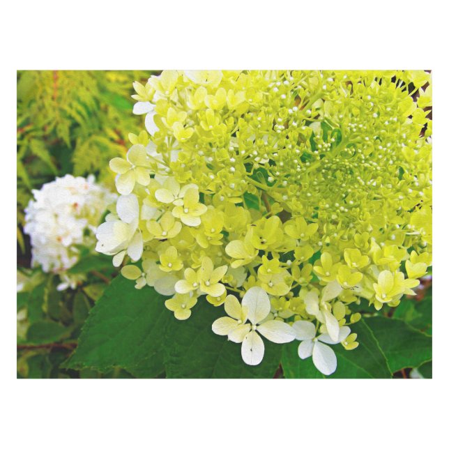 Nappe Chartreuse Green, Limelight Hydrangea, (Devant (Horizontal))