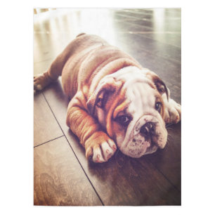 Nappe Chien menteur de Bulldog anglais Photo de chien