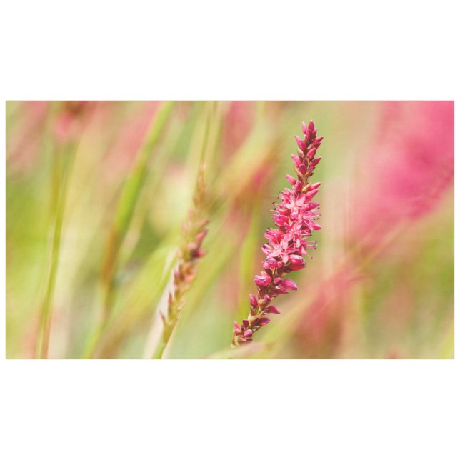 Nappe coloris (Devant (Horizontal))
