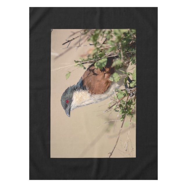 Nappe Coucal de Burchell (Devant)