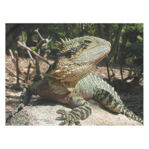 Nappe Dragon d'eau australien