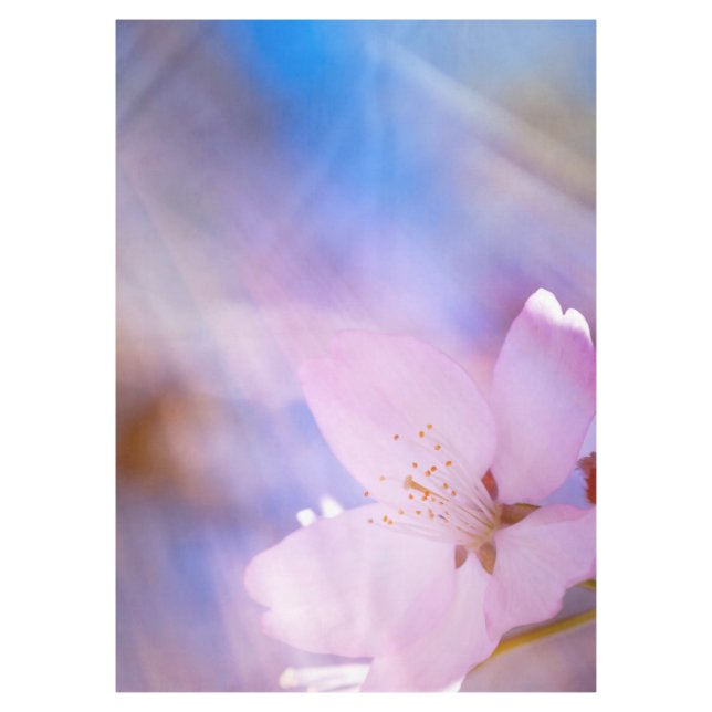 Nappe Fleur de cerisier rose (Devant)